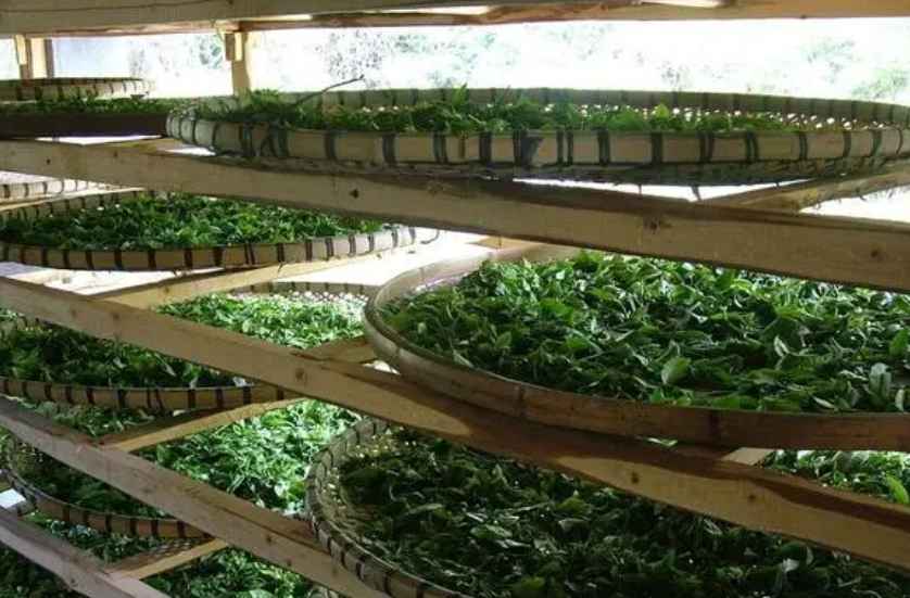 建造茶葉冷庫過程中需要注意哪些事項？