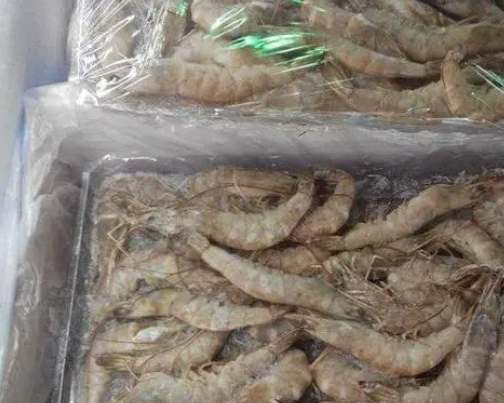 投資建650平米凍蝦冷凍庫(kù)多少錢