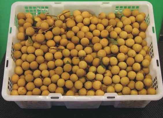 安裝一個(gè)500平米龍眼冷庫(kù)需多少錢